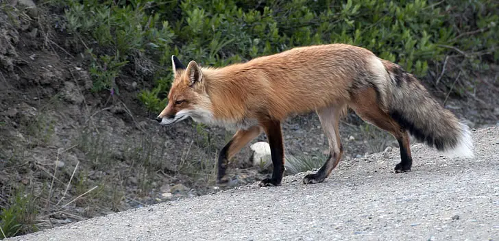 Japanese names meaning fox male