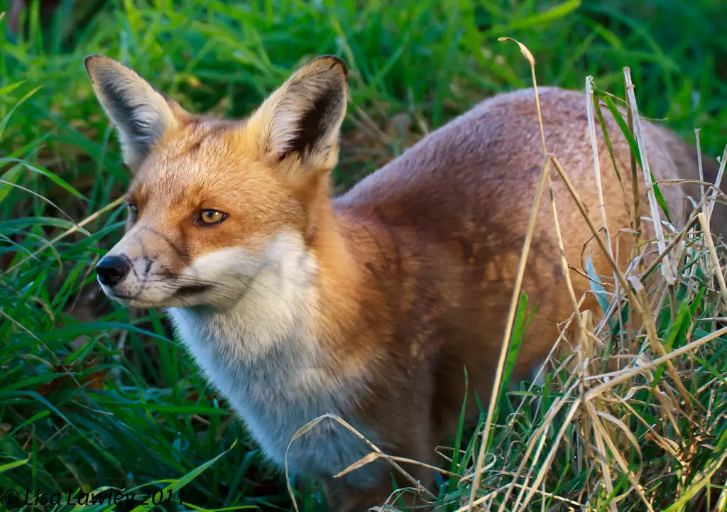 Japanese names meaning fox female