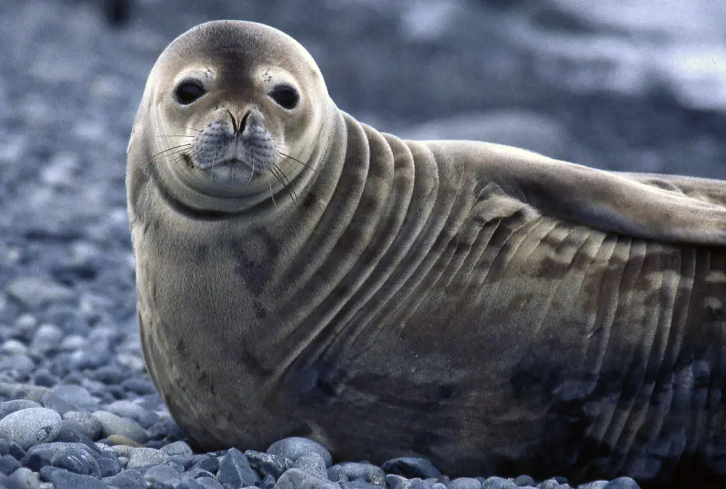 male names for seal