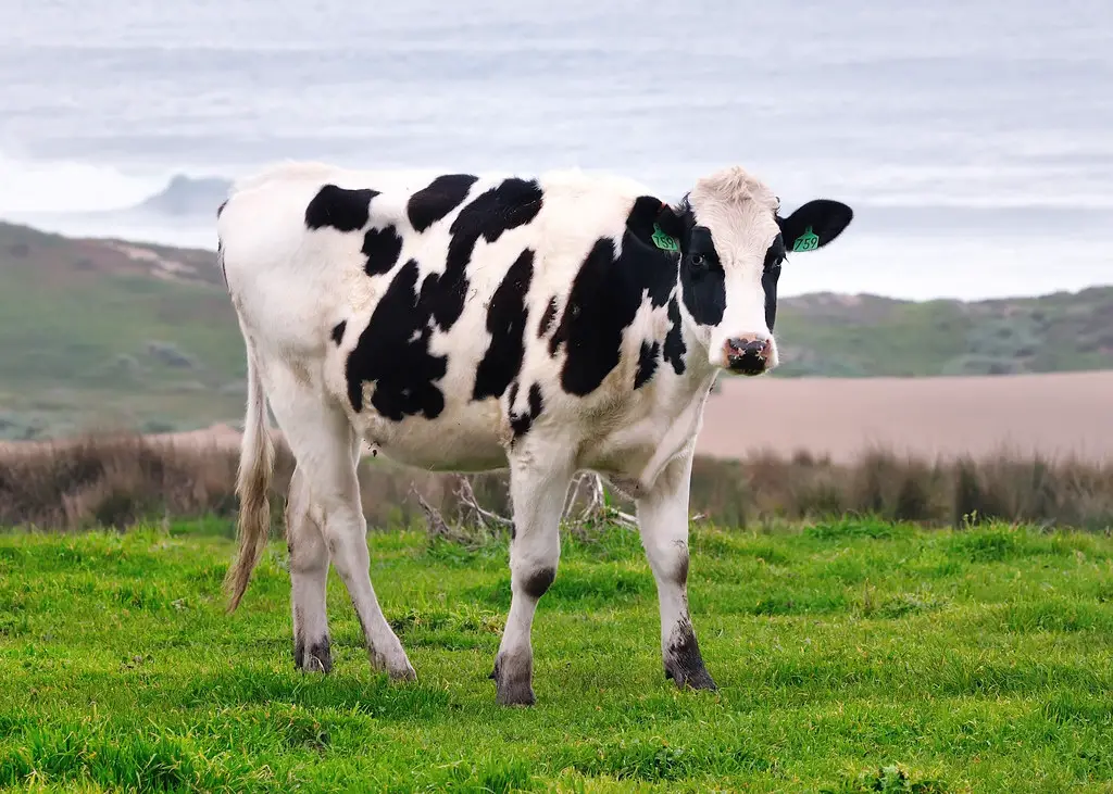 names for cows