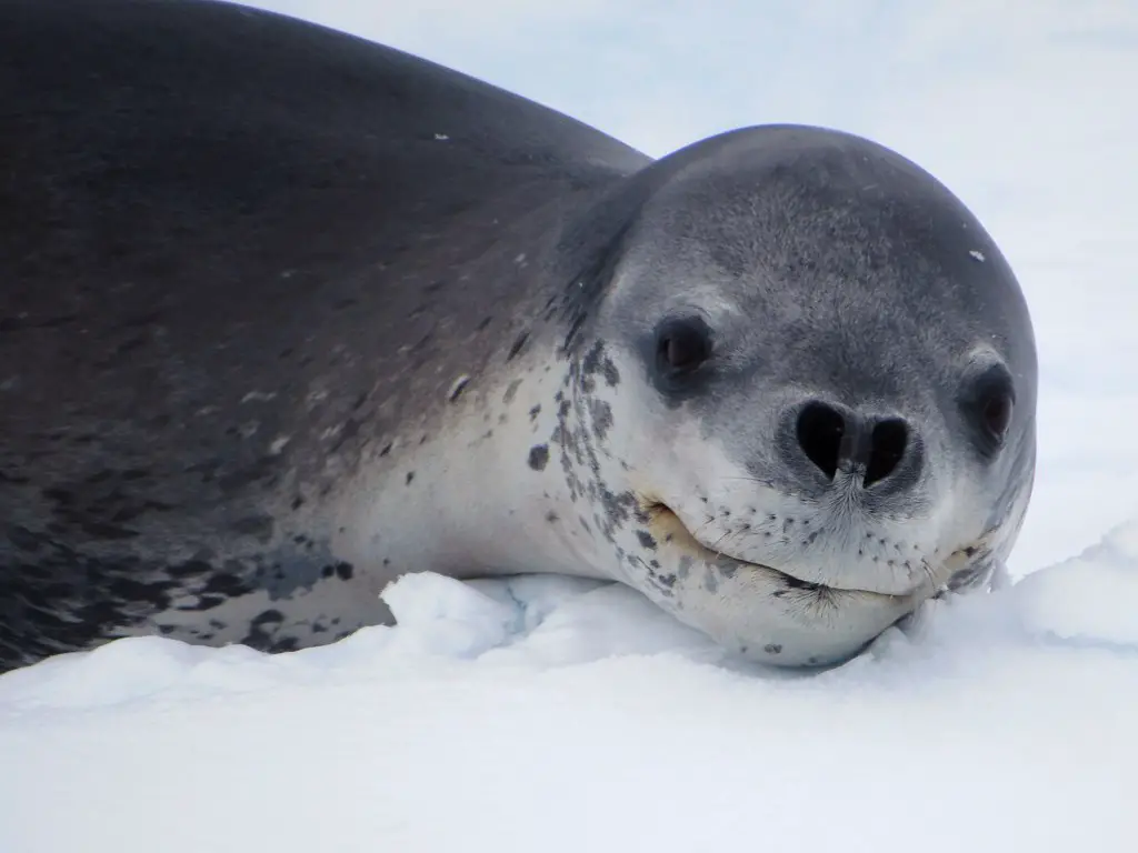 unique seal names