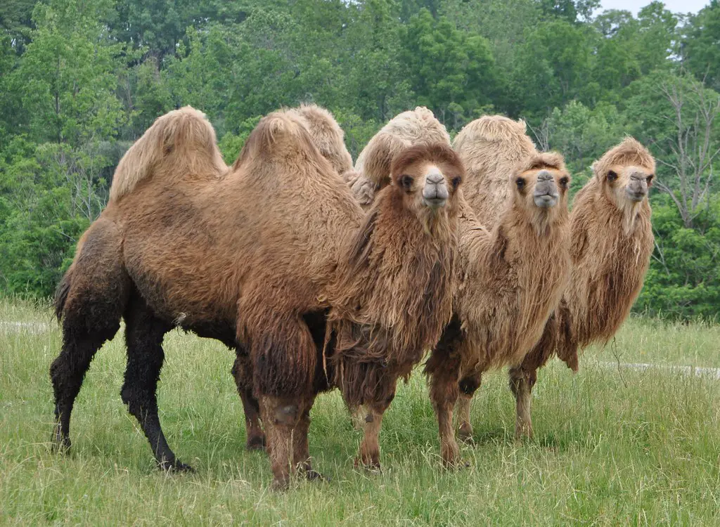 cool camel names