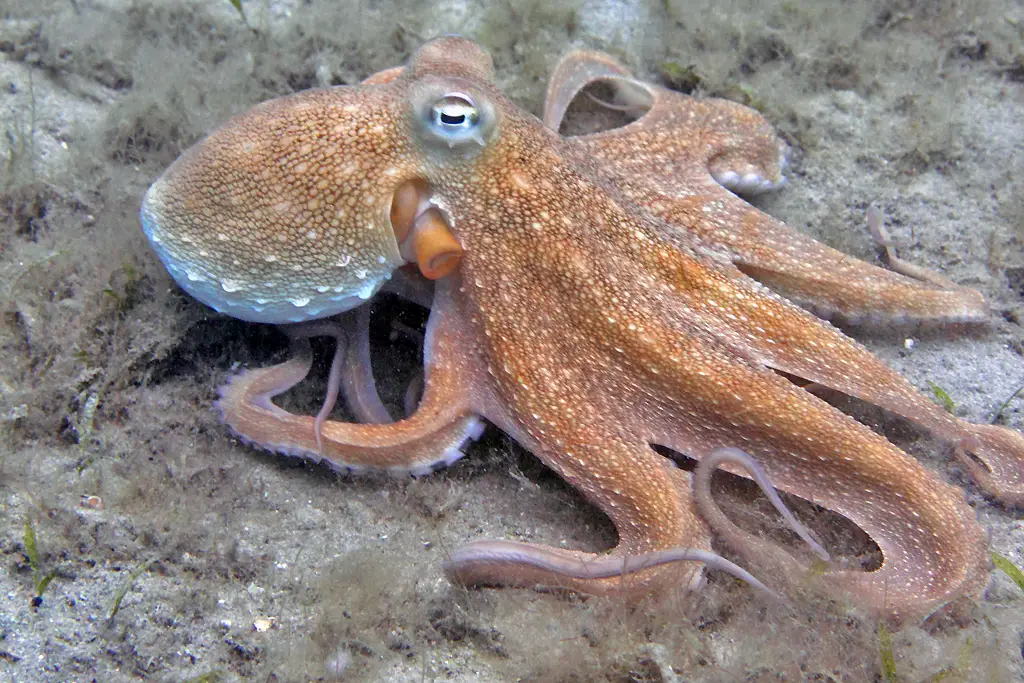 octopus names 