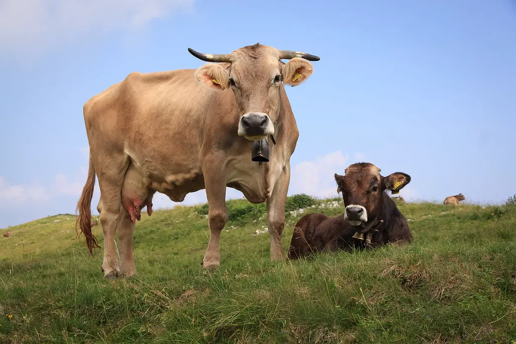 unique cow names