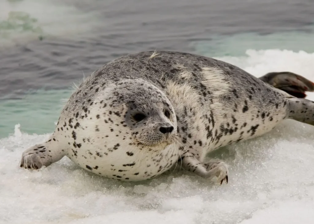 seal names 