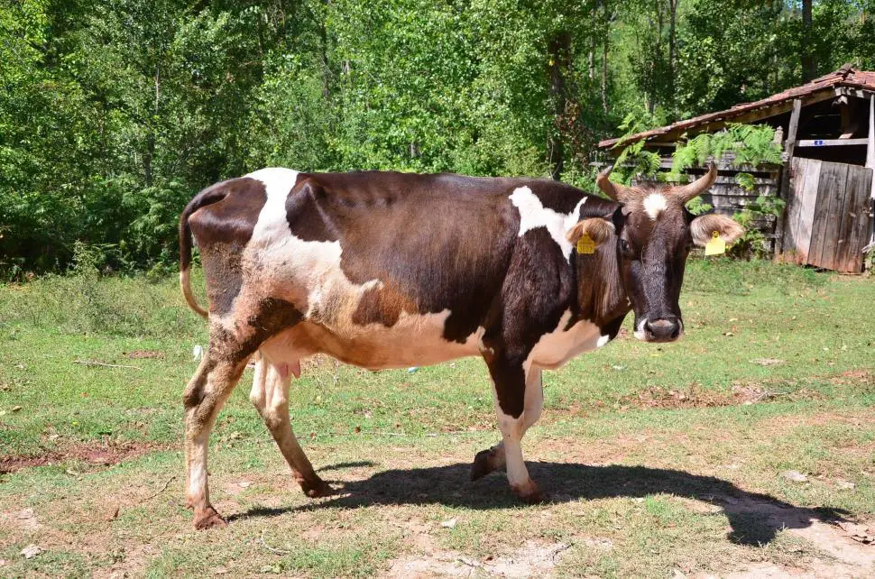 male cow names