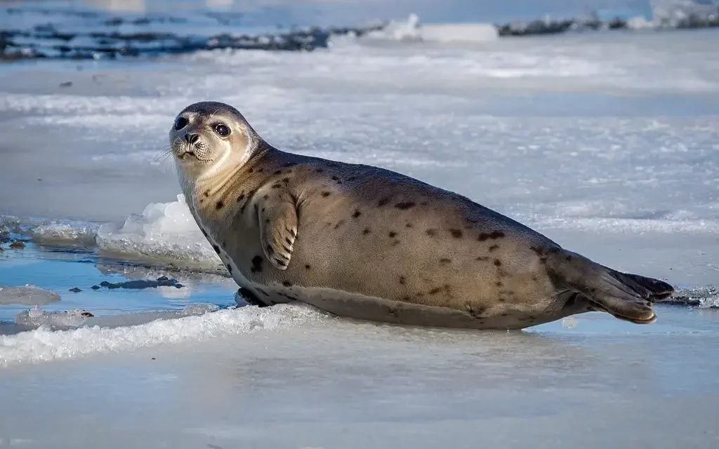 cute seal names