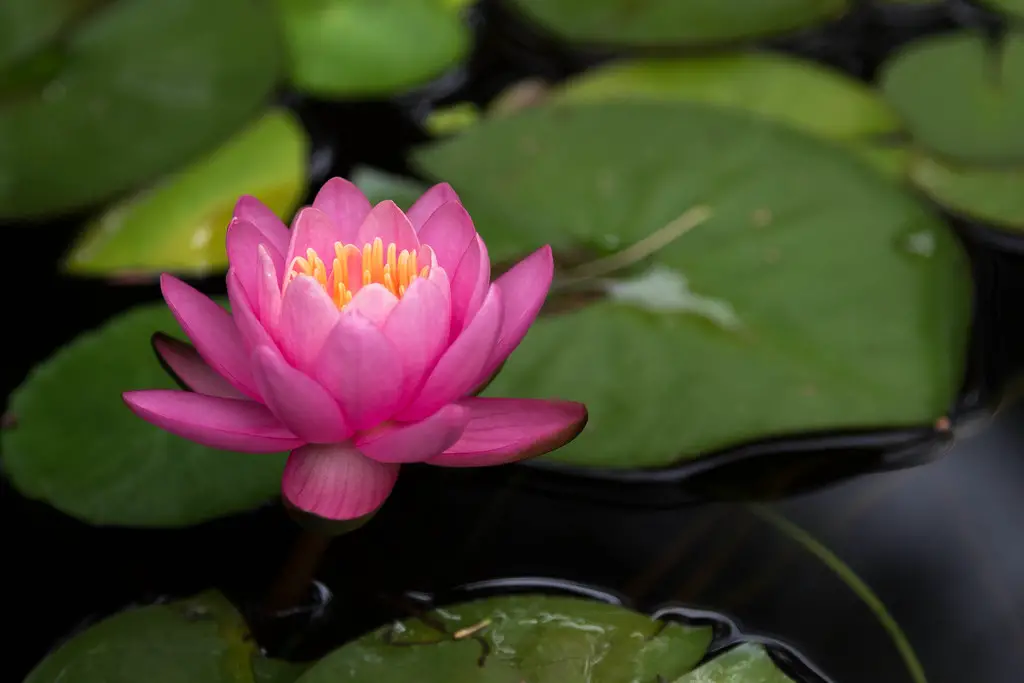 japanese names that mean lotus