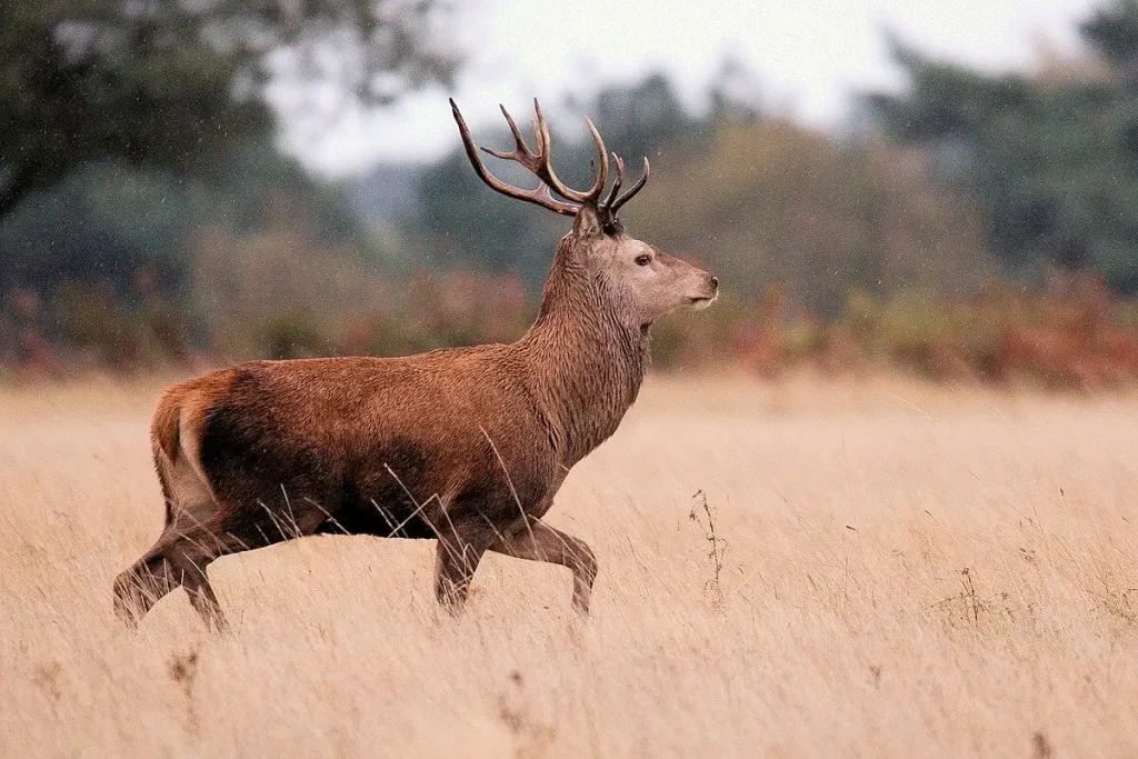 funny names for deer