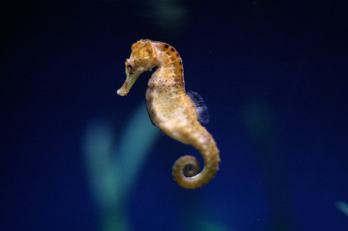 Seahorse Names