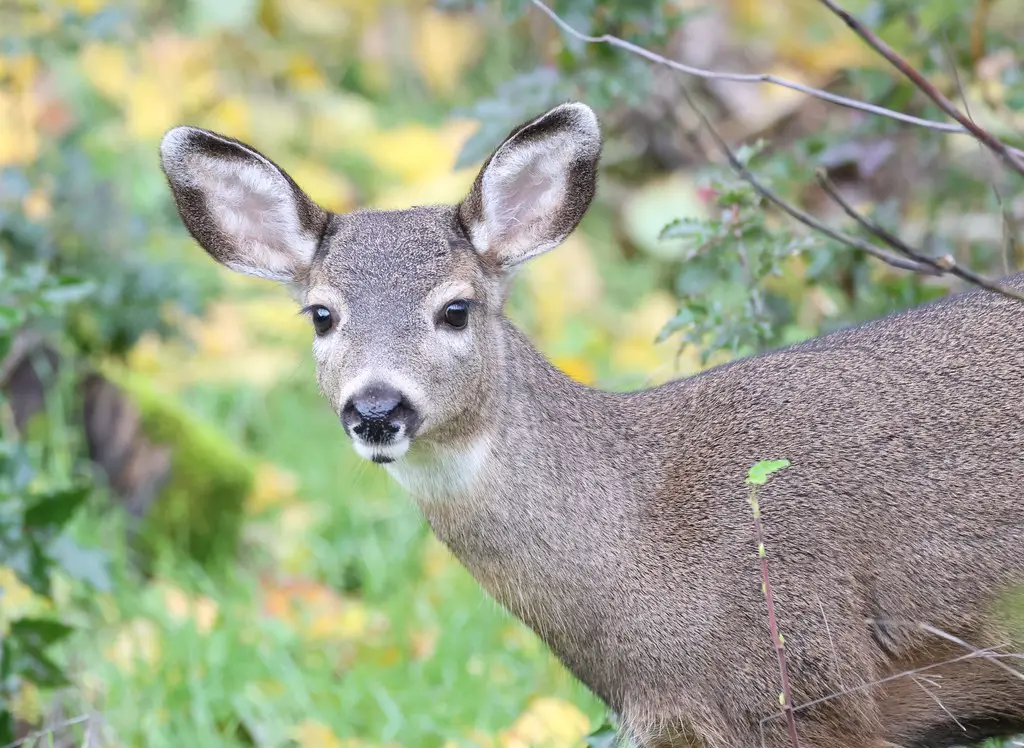 deer names