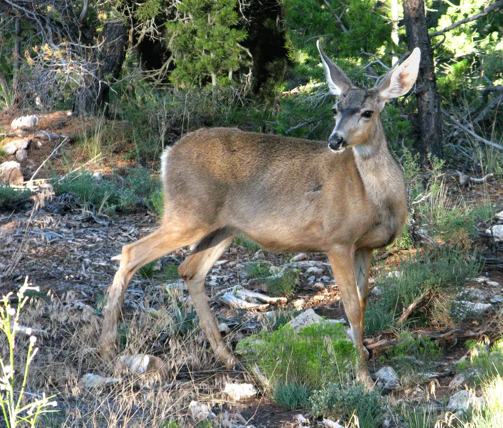 best names for deer