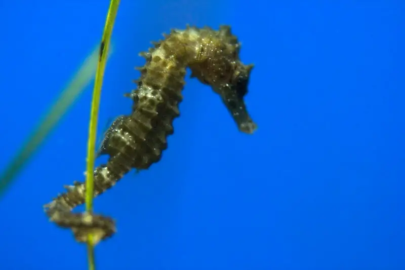 funny seahorse names