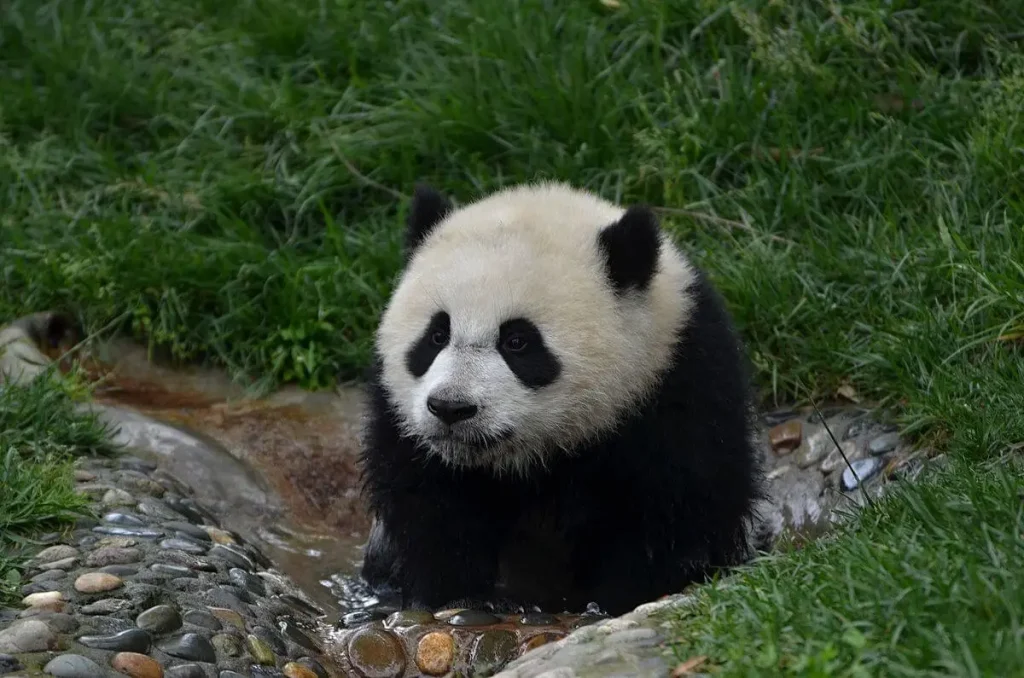 cute panda names