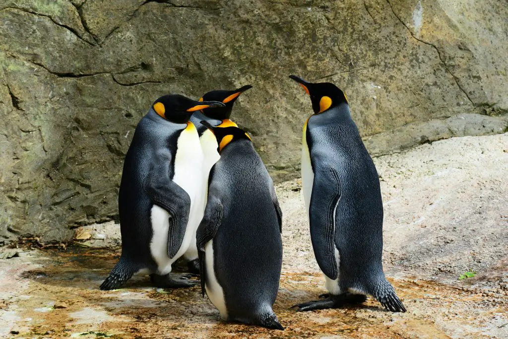 funny penguin names