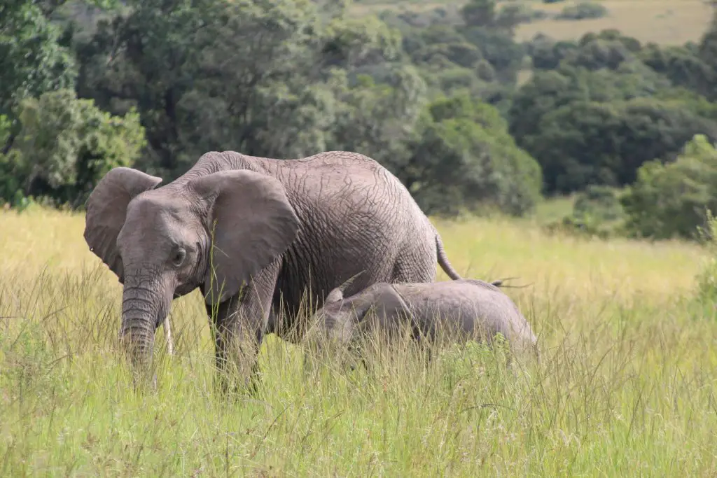 female elephant names