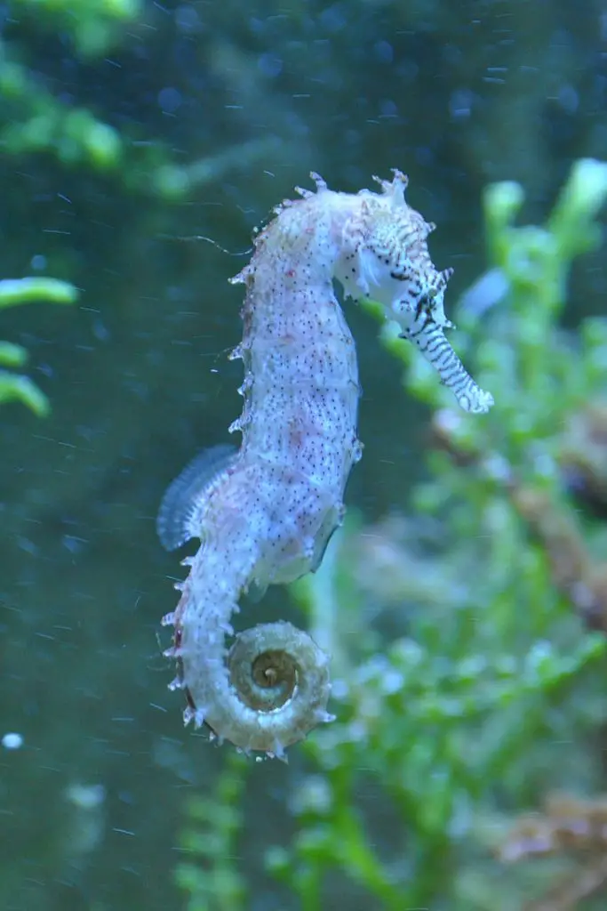 names for seahorse