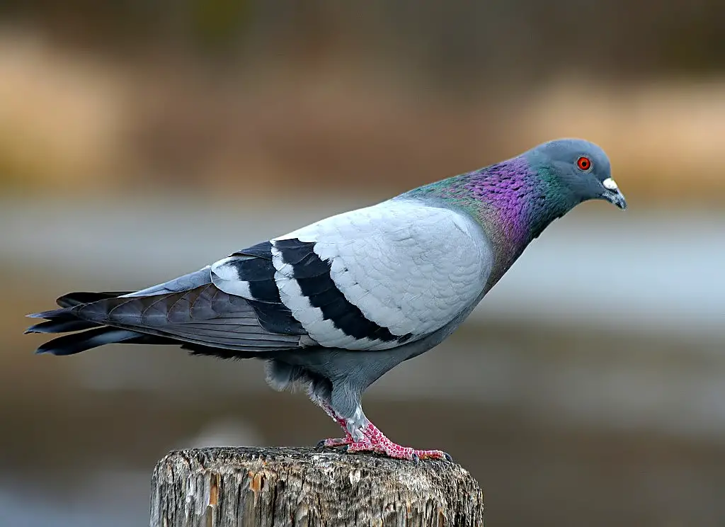 cute names for pigeon