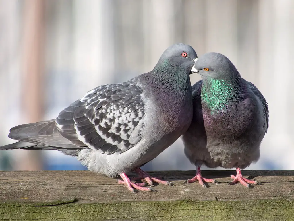 best pigeon names