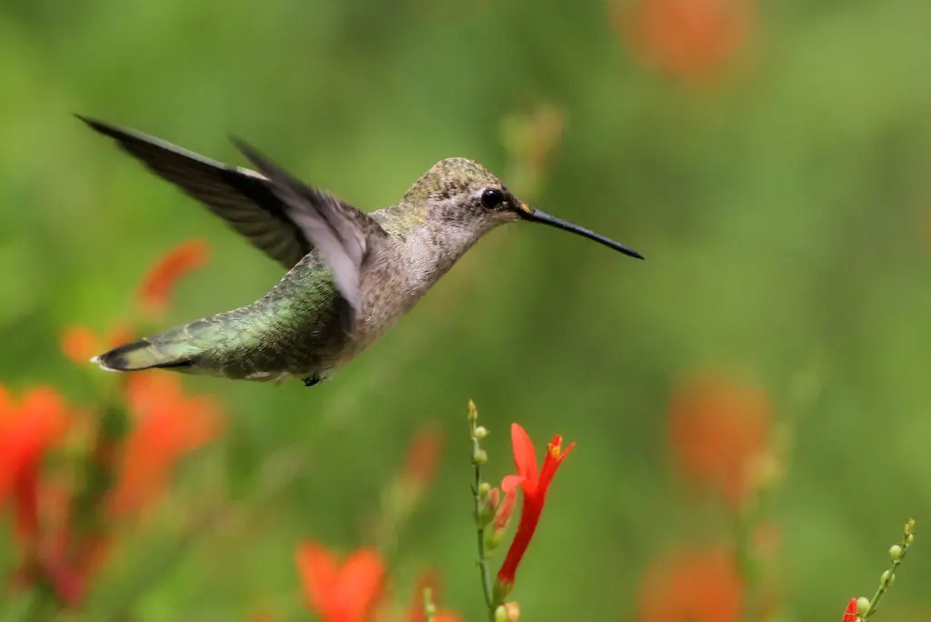 hummingbird names