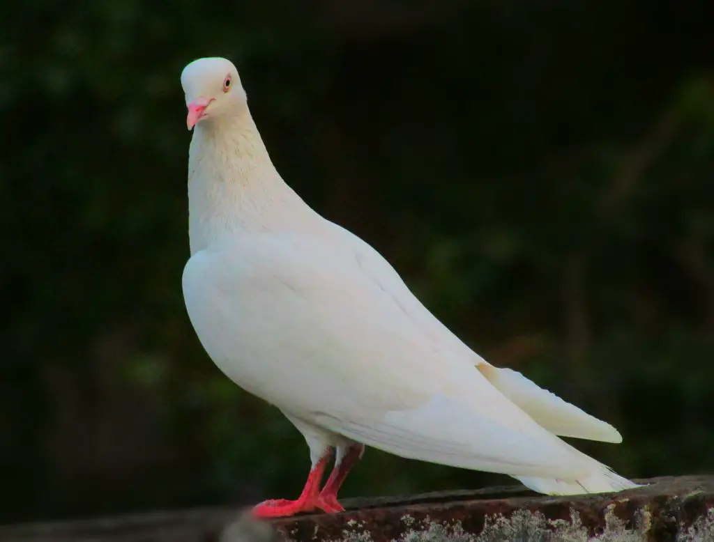 white pigeon names