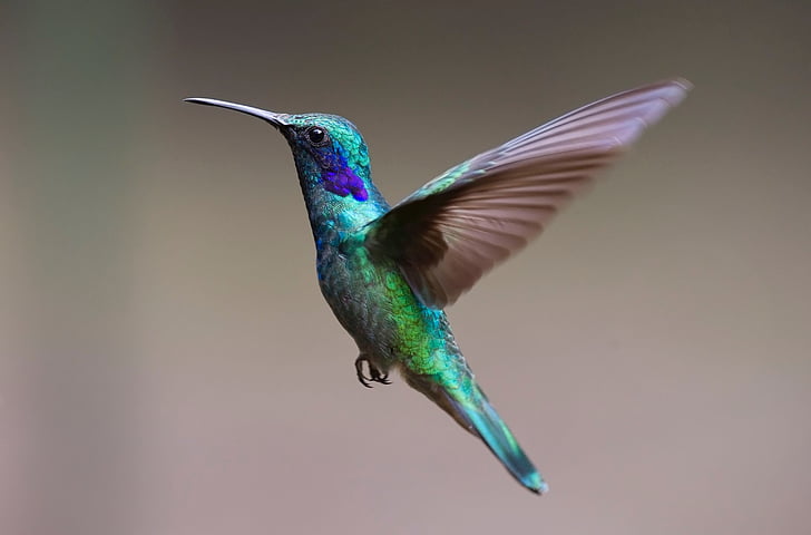 names for hummingbird