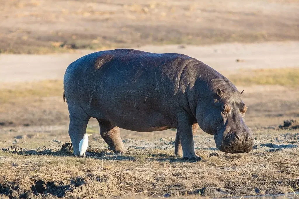 funny hippo names