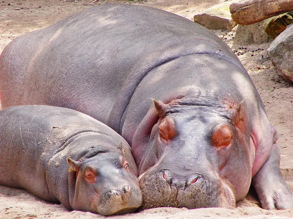 best hippo names