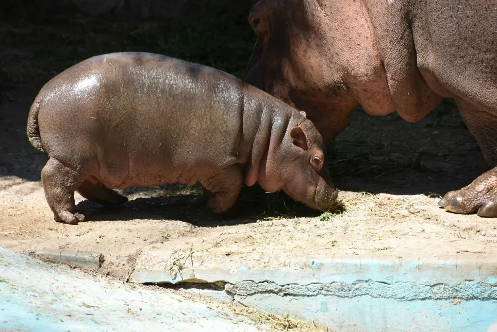 baby hippo names